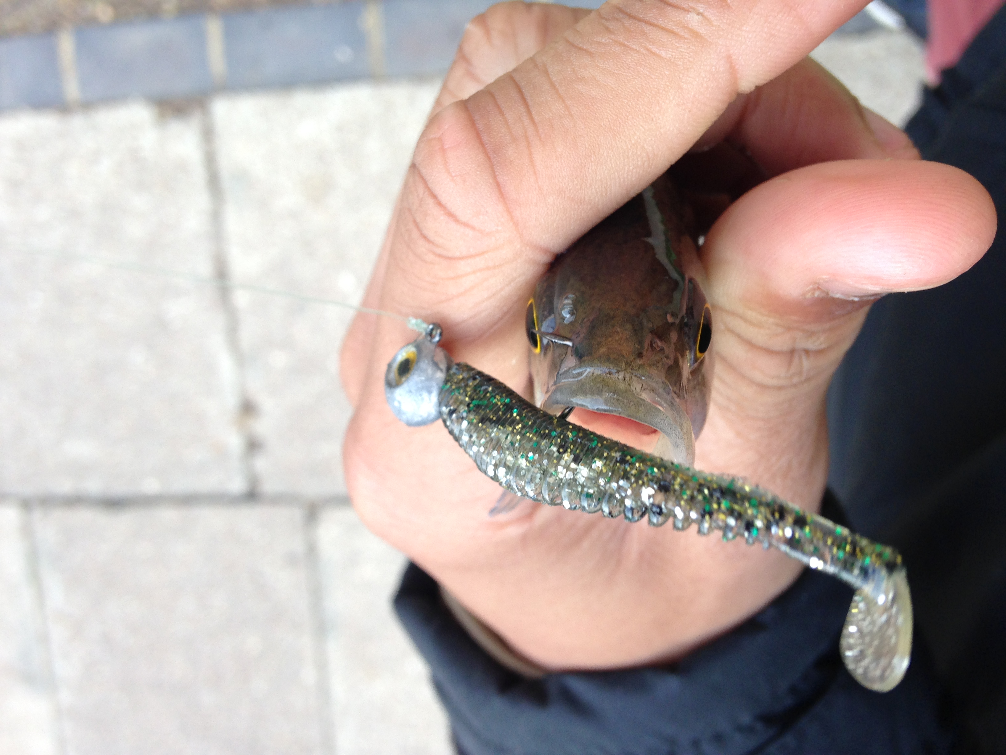 Lure Fishing On Regents Canal- Blog 1 – Lure Fishing Lloydie